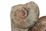 Two Ammonite (Hammatoceras) Fossils - Belmont, France #191712-2